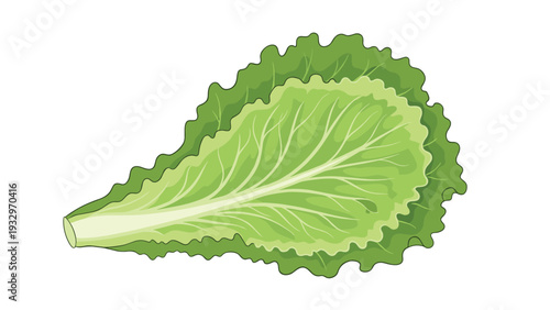Vibrant and fresh green lettuce leaves with a natural wavy texture, ideal for healthy food illustrations and culinary designs.