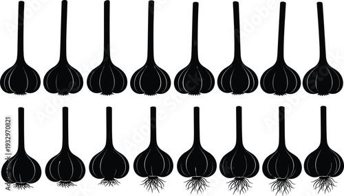 Set of fresh garlic bulb silhouettes with stems and roots, organic vegetable icons for cooking, healthy food recipes, and farming.