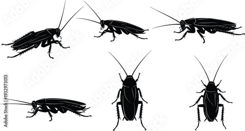 Cockroach silhouette set, pest control vector icons, insect profile collection, crawling beetle silhouettes, isolated black bug figures, household pests graphics,