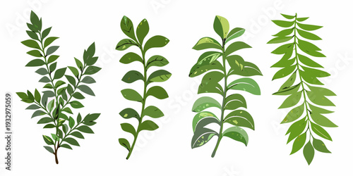 Four leafy green stems arranged vertically on a white background