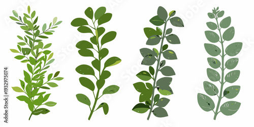 Four botanical illustrations of lush green leafy branches and stems