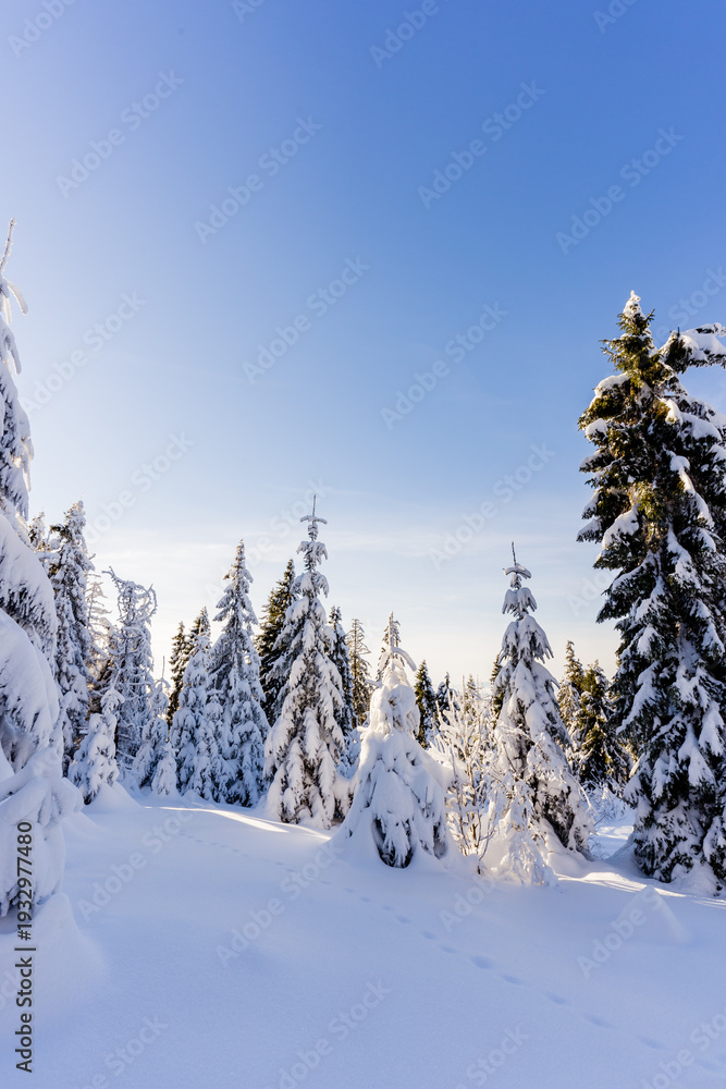 Obraz premium Łapsowa Polana winter ski trail, Gorce Mountains, Poland 