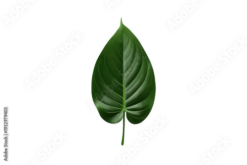 Green leaf from a tropical plant, fresh and vibrant, showing natural texture and distinct veins, ready for design use