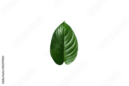 Green tropical leaf showcasing fresh botanical detail and natural venation, representing ecology, organic living, and summer