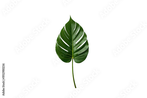 Monstera deliciosa tropical leaf showing green foliage with iconic holes, isolated on a transparent background for easy use