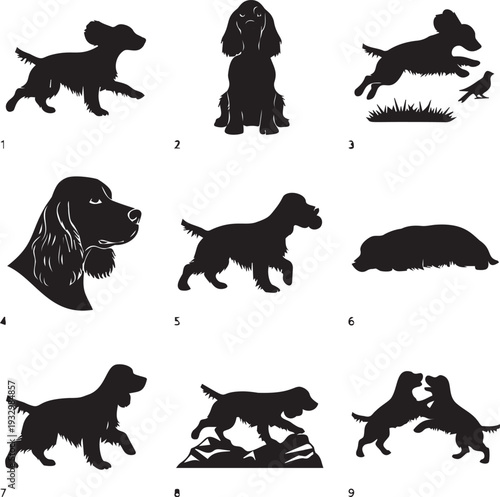 Dog vector illustration set showing different spaniel dogs in various poses and actions isolated on a transparent background