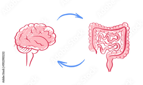 Gut Brain Connection