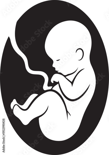 Human fetus development in womb silhouette showing baby posture and umbilical cord position during pregnancy for medical health