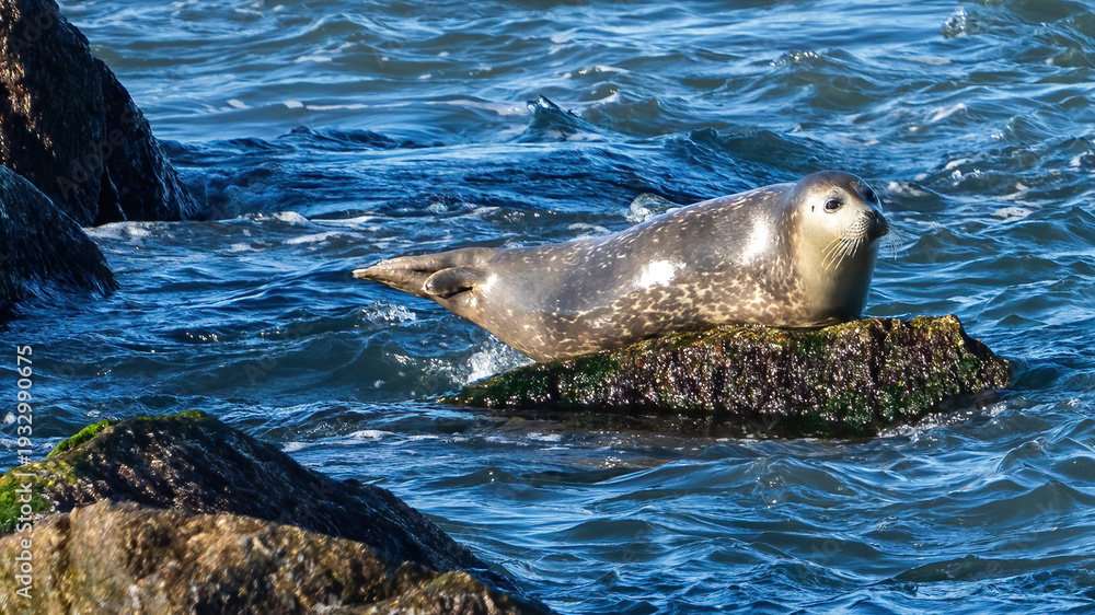 Fototapeta premium Harbor Seals hanging out on the rocks of the Chesapeake Bay Bridge Tunnel in Virginia