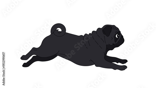 Black pug dog running playfully with its curly tail and wrinkled face shown from a side profile view on white background.