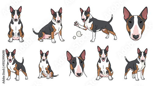 Collection of bull terrier dog illustrations showing various poses like sitting, standing, and waving its paw for pet lovers.