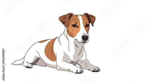 Jack russell terrier dog with brown and white fur lying down on a white background looking alert with its ears perked up in a cute pose.