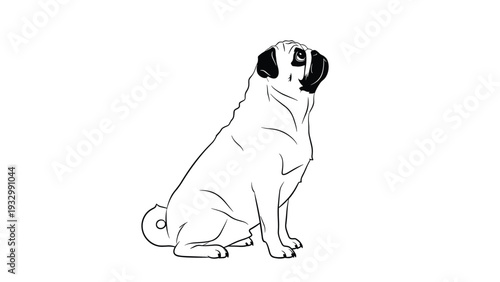 Black and white line art of a pug dog sitting and looking upwards showing its characteristic wrinkles and curled tail on a white background.
