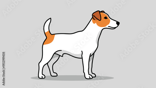 Active Jack Russell Terrier dog standing in profile with white and tan markings on its face and back on a grey background.