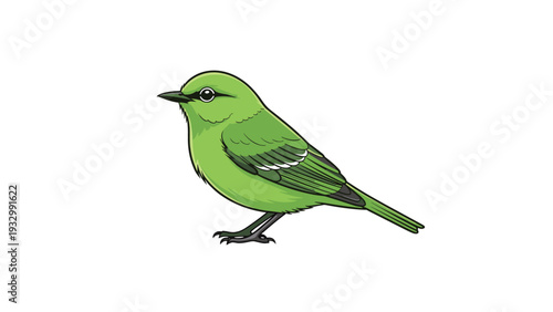 Beautiful green bird with detailed feather patterns and a dark beak standing in profile on a clean white background.