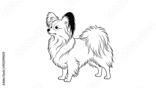 Papillon dog line art illustration featuring its characteristic butterfly-like fringed ears and long silky coat on white background.
