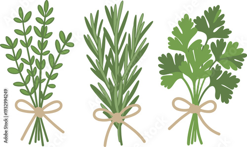 Fresh herb bundles illustration, thyme rosemary and parsley tied with twine, organic culinary ingredients isolated on white background