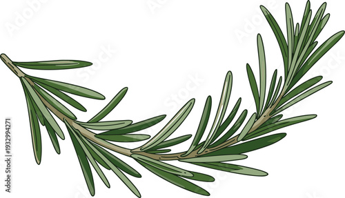 Fresh rosemary branch botanical illustration with green needle leaves, hand drawn culinary herb, natural organic plant vector artwork