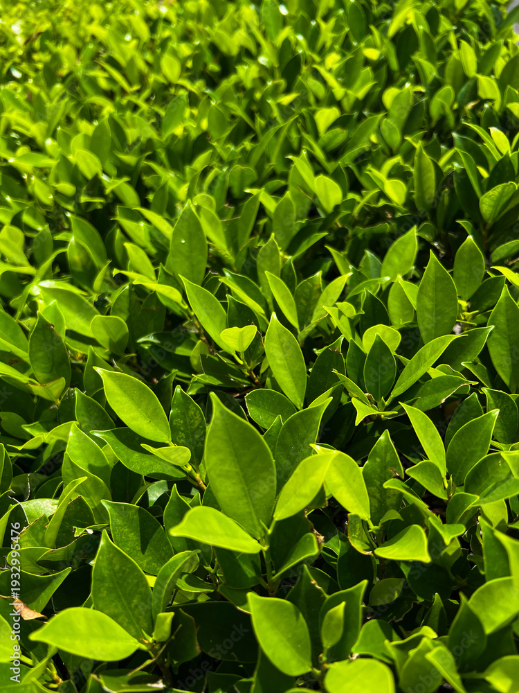Obraz premium Close-up of vibrant green leaves illuminated by sunlight, creating a fresh natural texture background with soft shadows