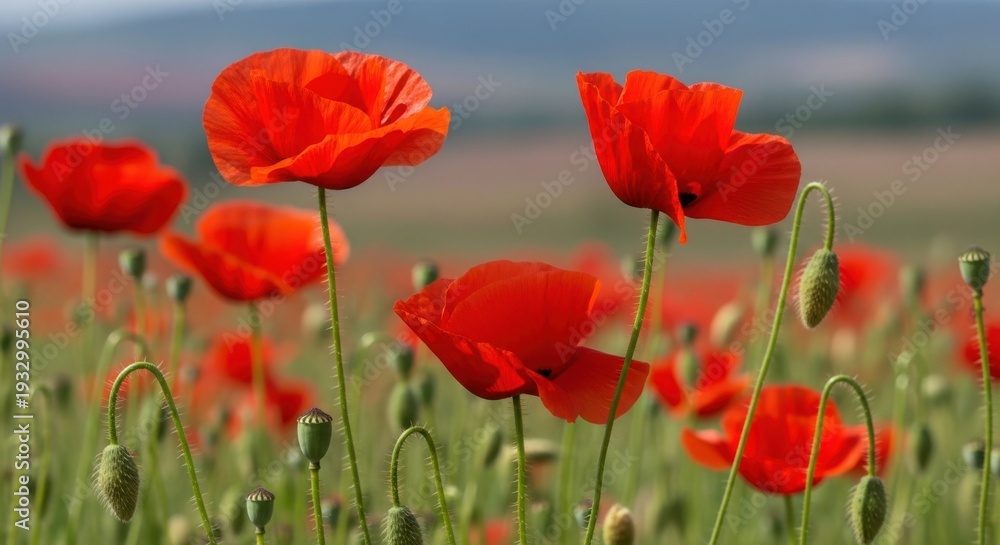 Fototapeta premium Beautiful red poppies blooming in a field under the open sky