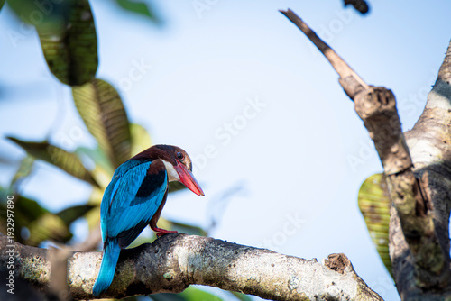 Fotografie Martin pescatore dalla gola bianca, Halcyon smyrnensis, Kingfisher