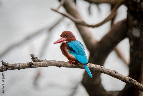 Photos Martin pescatore dalla gola bianca, Halcyon smyrnensis, Kingfisher
