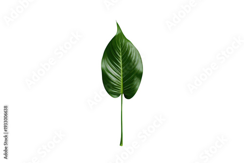 Green tropical leaf, fresh foliage promoting nature, growth, environment, and organic beauty on transparent background