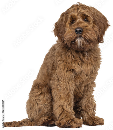 Friendly Labradoodle dog puppy, sitting up side ways. Looking beside camera. Mouth closed. Isolated cutout on a transparent background.