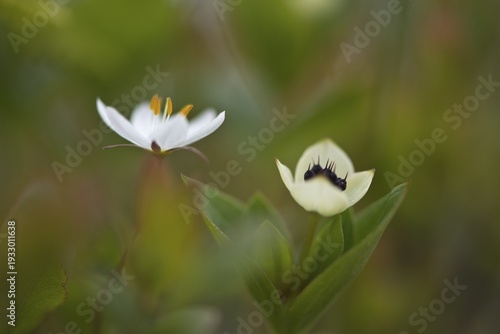 Swedish dogwood (Cornus suecica) and chickweed wintergreen (Trientalis europaea), Kvaloya, Norway