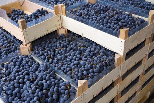 blue grapes in boxes. Isabella variety. purple grape harvest at the market.