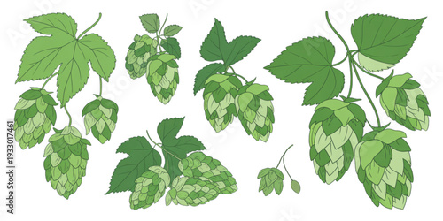 A close-up view of various types of green leaves scattered on a white background. Vector