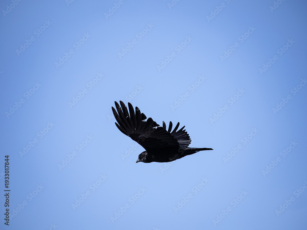 Fototapeta premium vulture in flight