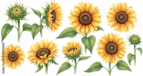 A collection of vibrant sunflowers in various stages of bloom with green leaves on white background