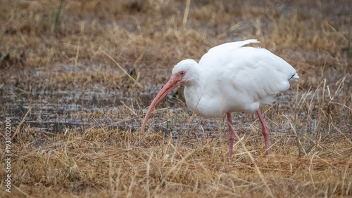 Foto White Ibis feeding in a field