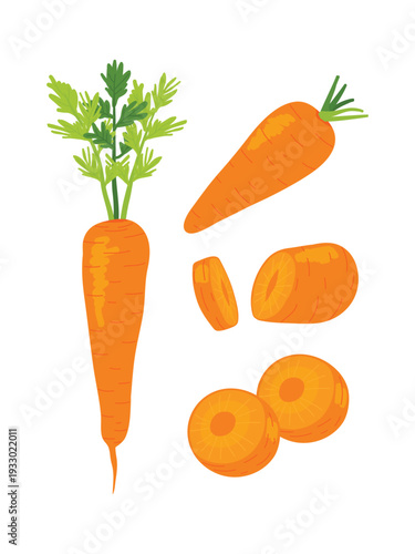 Illustration of carrots with leaves and slices
