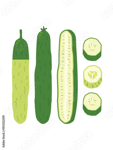 Illustration of cucumbers, a vertical section, and slices