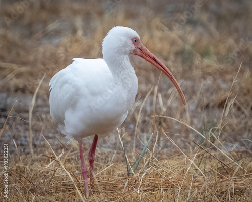 Foto White Ibis feeding in a field