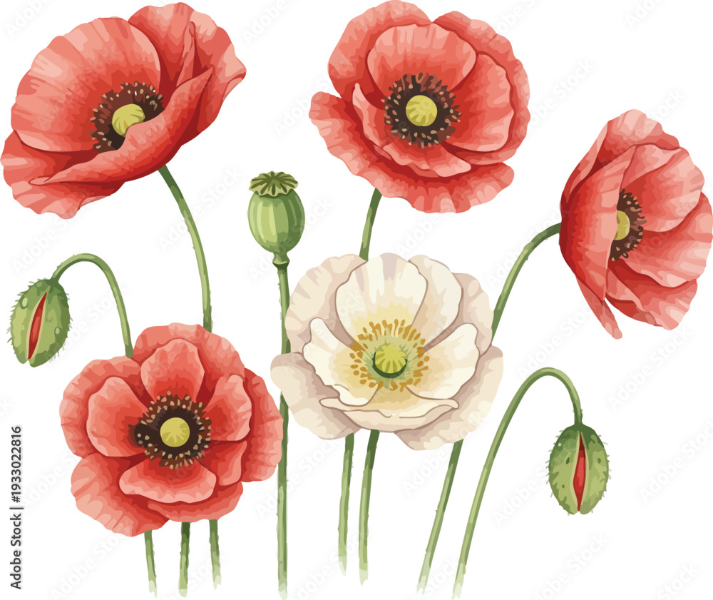 Obraz premium A beautiful set of red poppies and summer garden flowers featuring floral vector illustrations for seamless nature patterns and elegant bloom designs