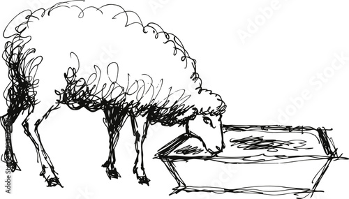 Hand drawn sheep drinking water from trough sketch, farm animal rustic illustration