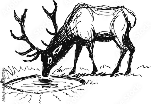 hand sketch of a stag deer drinking water from a pond in the forest