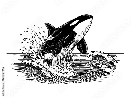 Orca Whale Breaching Engraving Illustration