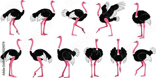 Ostrich bird poses collection wildlife animal cartoon vector illustration set