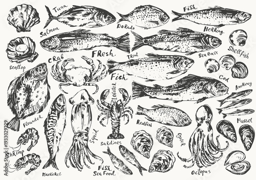Hand drawn ink sketch of seafood, fish. Octopus squid lobster crab. Oyster prawn shrimp mussel salmon tuna dorado. Trout sardine anchovy flounder mackerel herring. For food background.