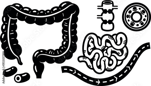 Line art medical vector colon and small intestine icons set showing digestive tract segments cross section and directional flow arrows