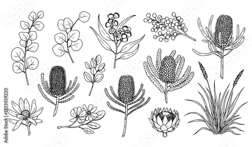 Hand Drawn Australian Native Flowers and Plants Sketch Collection Vector Illustration