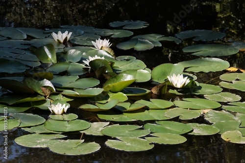 Quadro em tela colorful water-lilies in pond