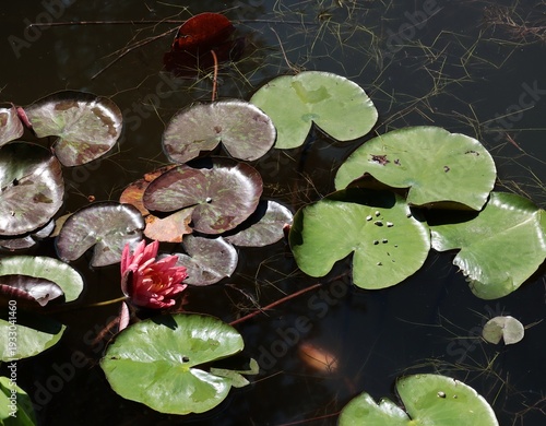 Quadro em tela colorful water-lilies in pond