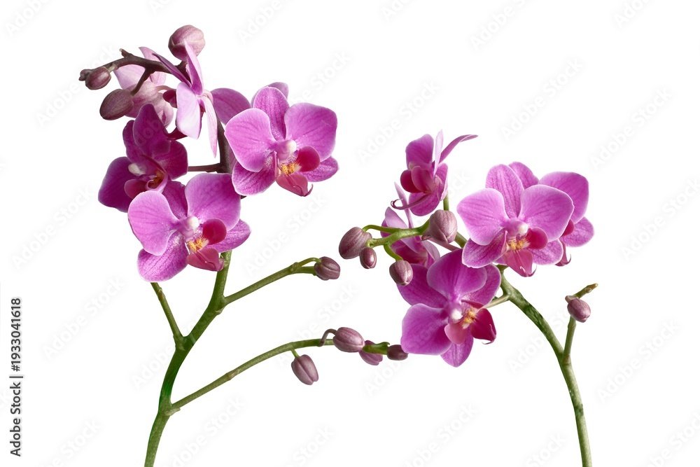 Fototapeta premium pretty purple flowers of orchid Phalaenopsis isolated close up