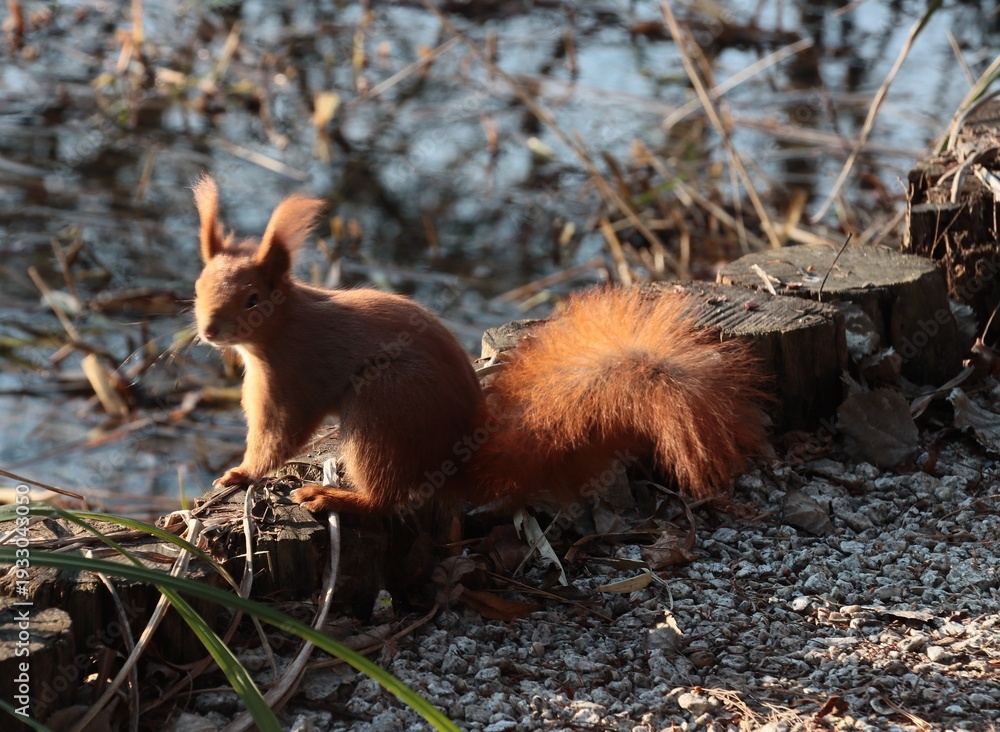 Obraz premium red-haired squirrel in park at spring