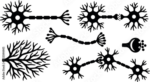 Flat design neuron and synapse vector set showing nerve cells connected axons dendrites close up scientific illustration in black silhouette